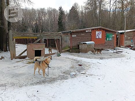 «Ростех» принял решение поддерживать ижевский приют «Кот и Пёс»