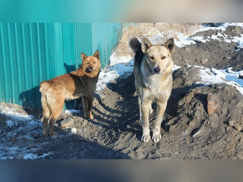 Щеглова заявила об усилении отлова бездомных собак с начала зимы0