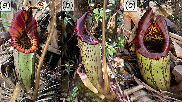 Обнаружен новый вид гигантского насекомоядного растения