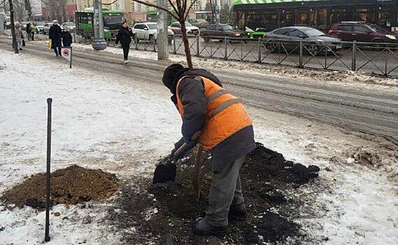 В Курске на площади Перекальского высадили шесть катальп