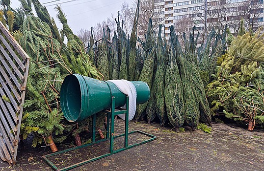 В Москве открылись елочные базары