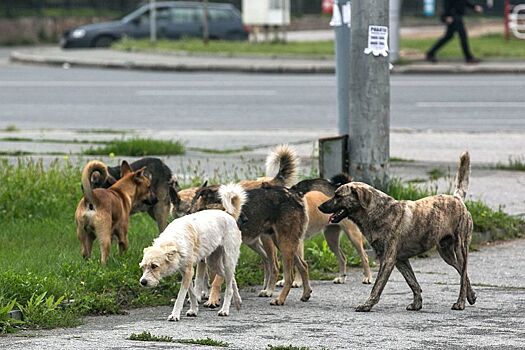 В Нижнем Тагиле жители боятся выходить из дома из-за агрессивных собак