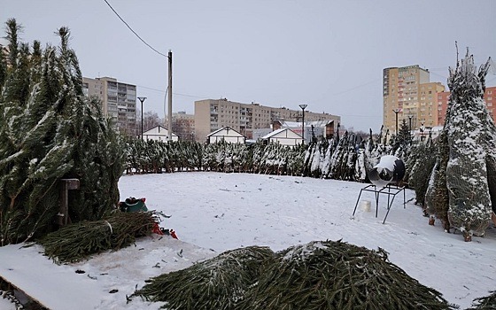 В Рязани открыли елочные базары