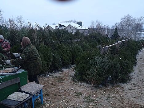 Зелёные, колючие, с характером: в Костроме открываются ёлочные базары