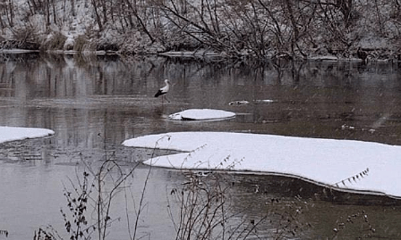 Аиста обнаружили на реке в Нижегородской области в январе