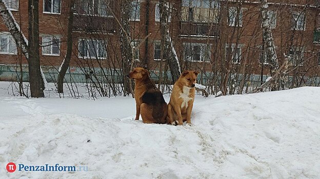 Отлов бездомных собак: в Пензе продолжается поиск подрядчика