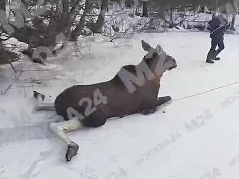 Провалившегося под лед лося спасли в Подмосковье