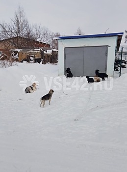 СК возбудил уголовное дело после нападения собак на кемеровчанку с коляской