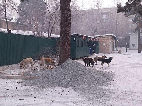 Свора огромных собак терроризирует район в Чите