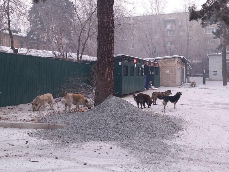 Свора огромных собак терроризирует район в Чите0