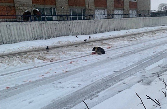 Трамвай переехал собаку в Нижнем Новгороде