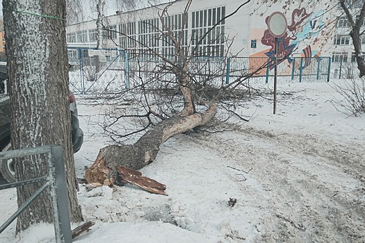 Ураганный ветер повалил дерево на ребенка у школы №182 в Новосибирске