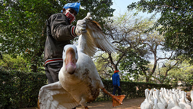 В США зафиксировали первую смерть от птичьего гриппа H5N1