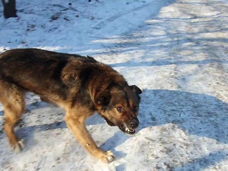 Жительница Читы отсудила у городских властей компенсацию за нападение собак0