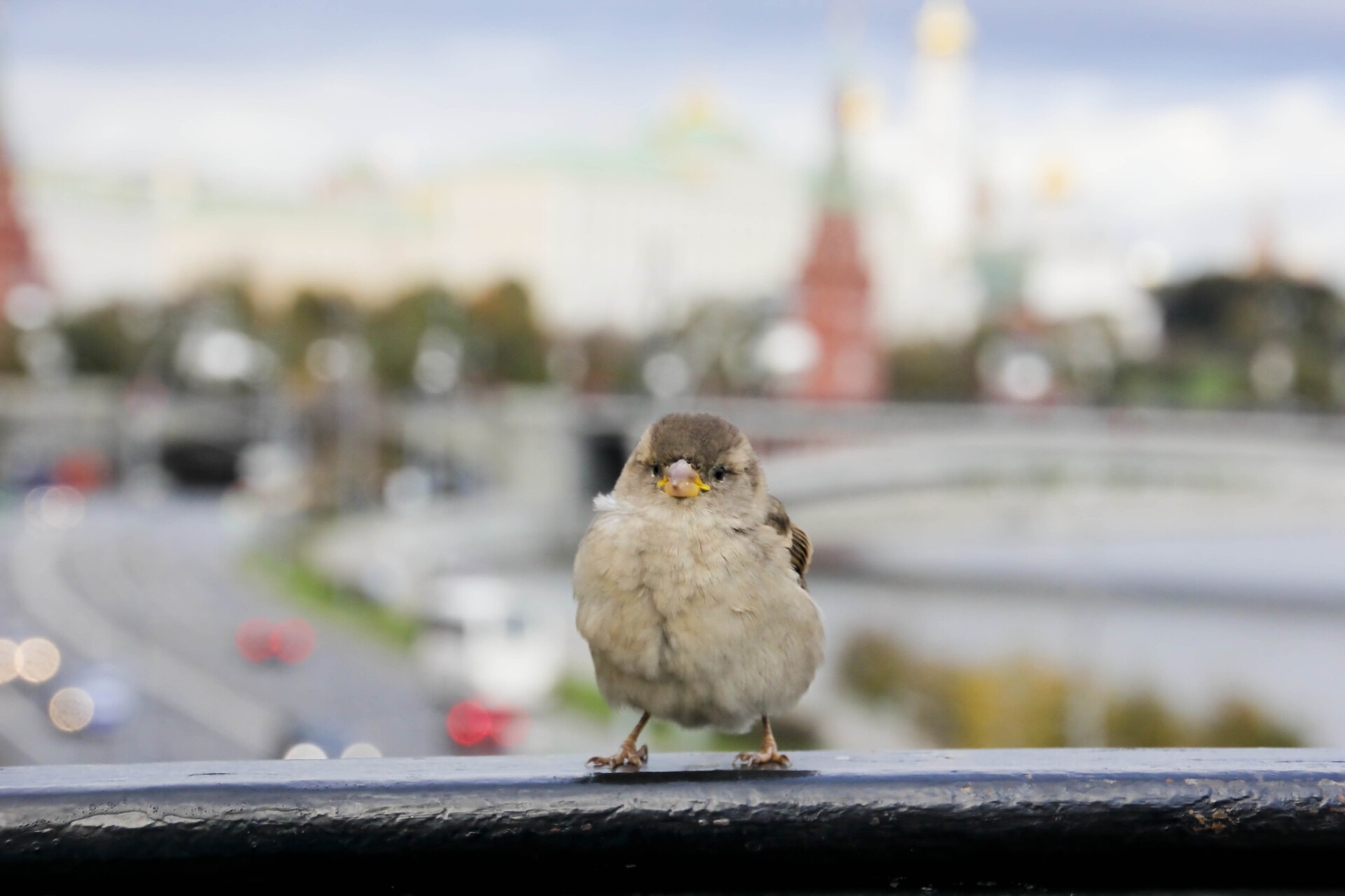 Москву захватили необычные мигранты. Столица стала очень привлекательной для воробьев1