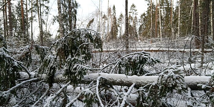 Нижегородская область вошла в топ-15 регионов по выполнению санитарно-оздоровительных мероприятий в лесах