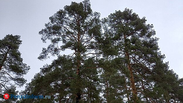 Снос деревьев застройщиками: решение гордумы требует пересмотра