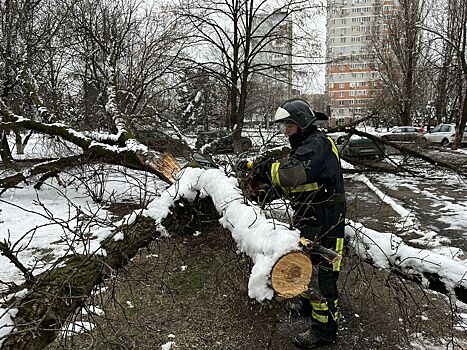 Стало известно, в каком из районов Ростова упало больше всего деревьев