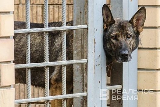 В Госдуме предложили умерщвлять бездомных животных