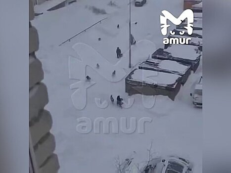 В Хабаровском крае возбуждено дело после нападения бездомных собак на мужчину