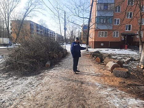 В Курске партийцы убрали во дворе многоэтажки аварийные деревья