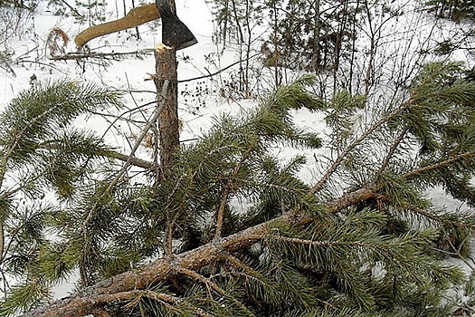 В Пермском крае упавшее дерево смертельно травмировало директора «Коммунальных электросетей»