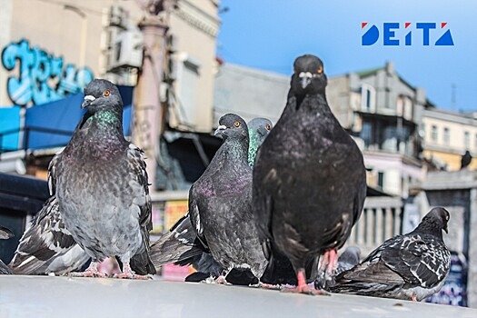 В последний день зимы перед аномально тёплым мартом в Приморье потеплеет до +14