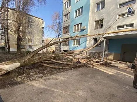 В Самаре суд рассмотрит дело о падении дерева на пожилую женщину