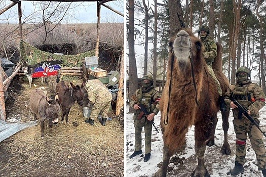 В зоне СВО начали использовать верблюдов и ослов