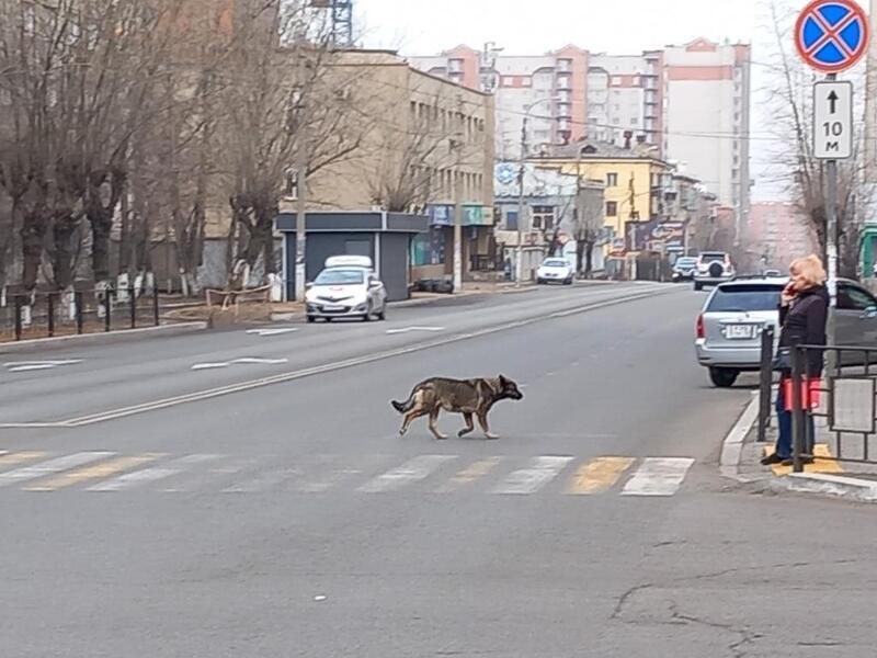 Всего девять собак отловили в Чите за сутки0