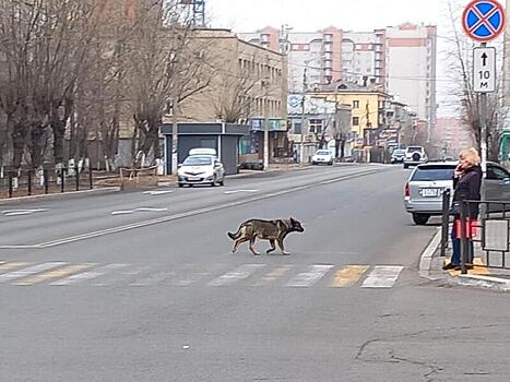 Всего девять собак отловили в Чите за сутки