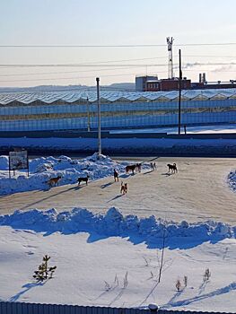 Жители Пазелов в Ижевске пожаловались на стаю бродячих собак