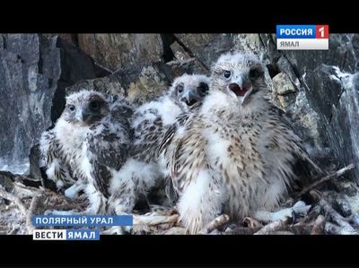 Маленькие птенцы кречетов ∎сдают∎ кровь для популяции своей стаи