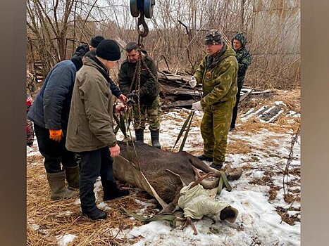 Поселившегося в подмосковной промзоне лося перевезли в "Лосиный остров"