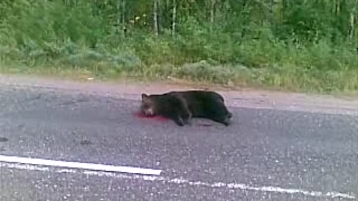 В Коми водитель задавил медведя-попрошайку