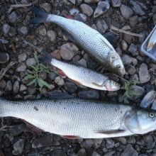 В Оренбуржье в водах Сакмары обнаружен труп мужчины