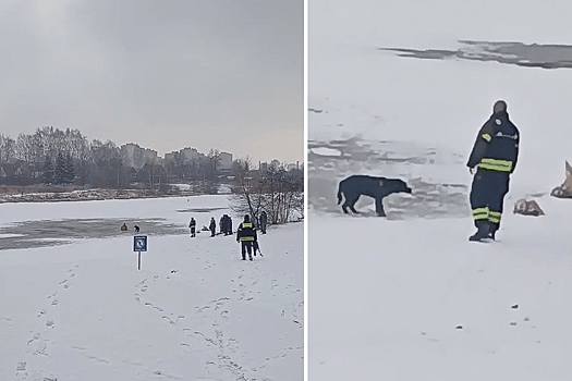 В Щелкове спасатели помогли собаке выбраться из Клязьмы