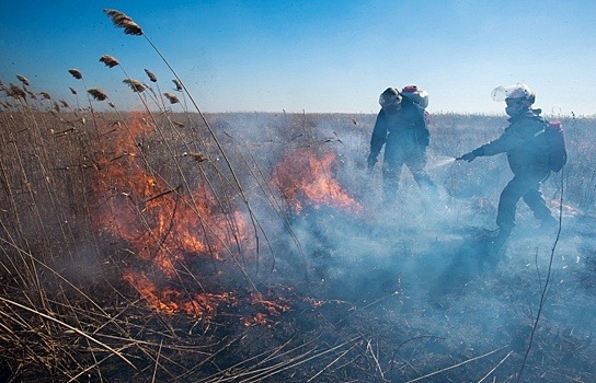 В Забайкалье запретили перевозить древесину